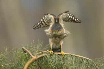 Sparrowhawk Accipiter nisus - a wild bird looking at a hidden sparrow, natural forest background, close up