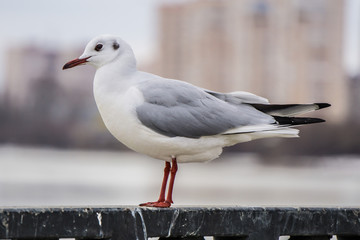 Gull on iron railing on river in cloudy day and cityscape background
