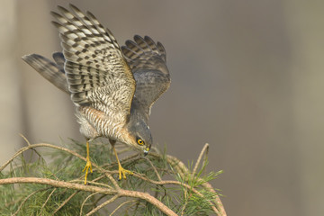 SSparrowhawk Accipiter nisus hunting for sparrows in dense vegetation 