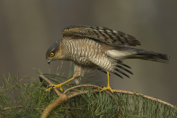 Sparrowhawk Accipiter nisus hunting for sparrows in dense vegetation 
