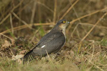 Sparrowhawk Accipiter nisus on the ground