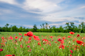 Obraz na płótnie Canvas Poppy field and blue sky