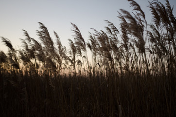 Fototapeta premium the reeds