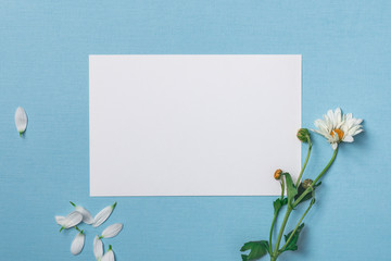 Spring top view composition: blank stationary template / invitation mockup, scattered petals around, white flower with green stem. Sky blue background with sopy space for text. Flat lay.