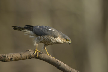 Sparrowhawk Accipiter nisus looking at its prey