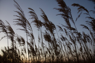 Obraz premium the reeds