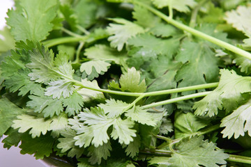 Coriander 