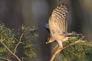 Wild Europaean Sparrowhawk Accipiter nisus hunting for sparrows in dense vegetation , natural sunny...