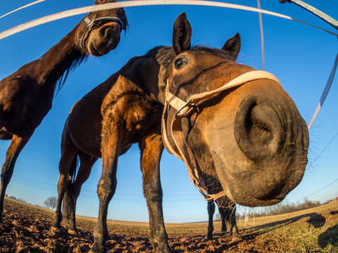 Pferd Fish-Eye