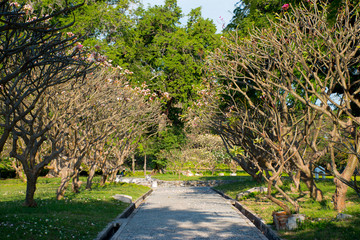 Outdoor park in summer