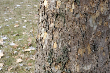 Old bark tree texture background, closeup