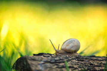 Snail on a log /
Macro of a snail on an yellow green blured background