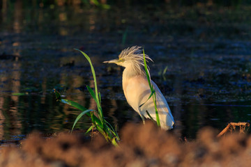 Squacco Heron (Ardeola ralloides)