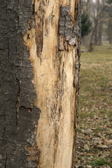 Old bark tree texture background, closeup