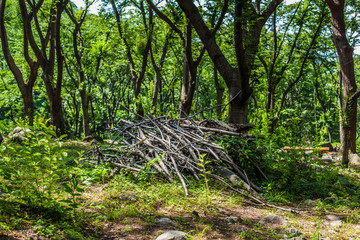 wald in korea
