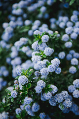 Blue flowering ceanothus