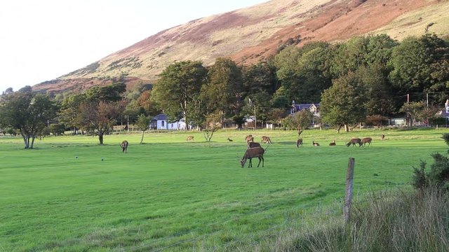 Deer grazing on Lochranza golf course Isle of Arran Scotland
