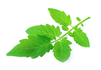 Fototapeta na wymiar Tomato leaf closeup isolated on white