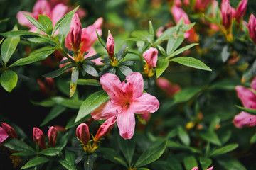 Rhododendron pink red flowers