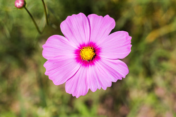 Obraz premium Close up of pink cosmos flowers in the garden.