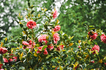 Pink camellia flower blooming in the garden