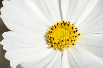 White Cosmos flower Closeup shot