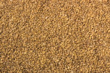 pearl barley texture closeup