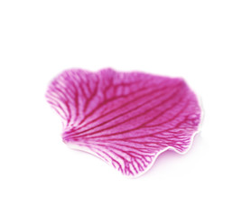 Single orchid flower petal isolated