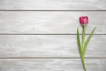 Tulip on wooden background