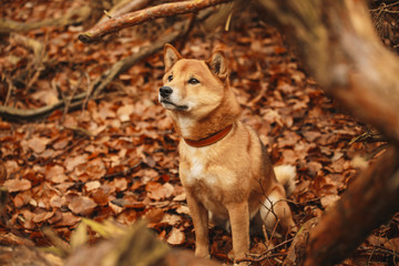 Eine japanische Hunderasse Shiba Inu