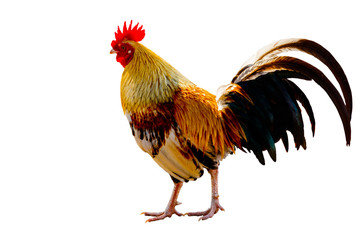 Rooster (Male Chicken) isolate white background with clipping path