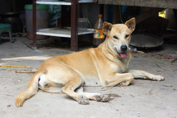 homeles dog with adorable face