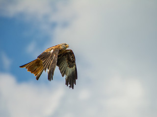 redkite
