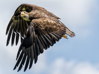 golden eagle