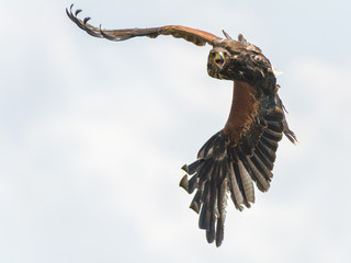 golden eagle