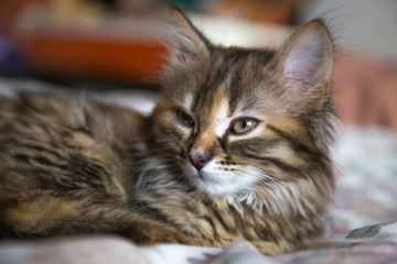 Chaton