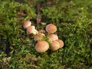 mushrooms on old stump closeup