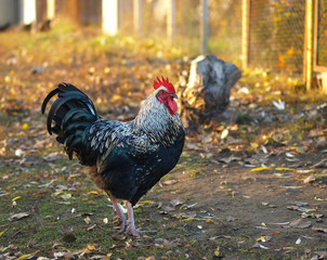 Beautiful plymouth rock chicken rooster with black and white barred plumage, bird posing in private backyard, calm domestic fowl
