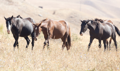 herd of horses in the pasture in the fall