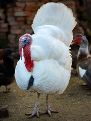White Turkey Outdoors on the farm