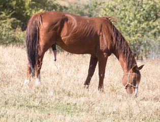 red horse on nature in autumn