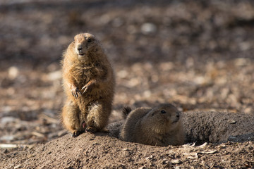 Präriehunde