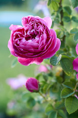 Semi open pink rose in garden 