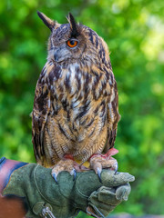 eagle owl