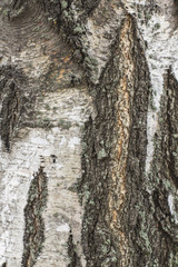 texture of birch bark