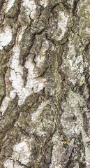 texture of birch bark