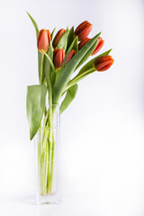 Piękne tulipany