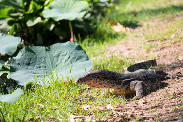 Water monitor on the ground beside the pond.