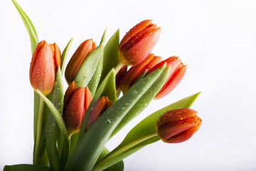 Naklejka premium Piękne tulipany