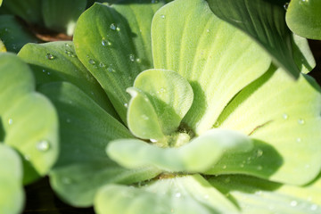 Obraz premium Blue Water Lattuce closeup shot